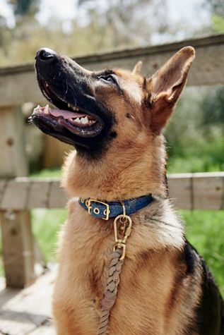 Happy Camper Collar
