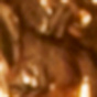 Capricorn