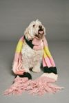 Thumbnail View 1: Dream Maker Stripe Scarf